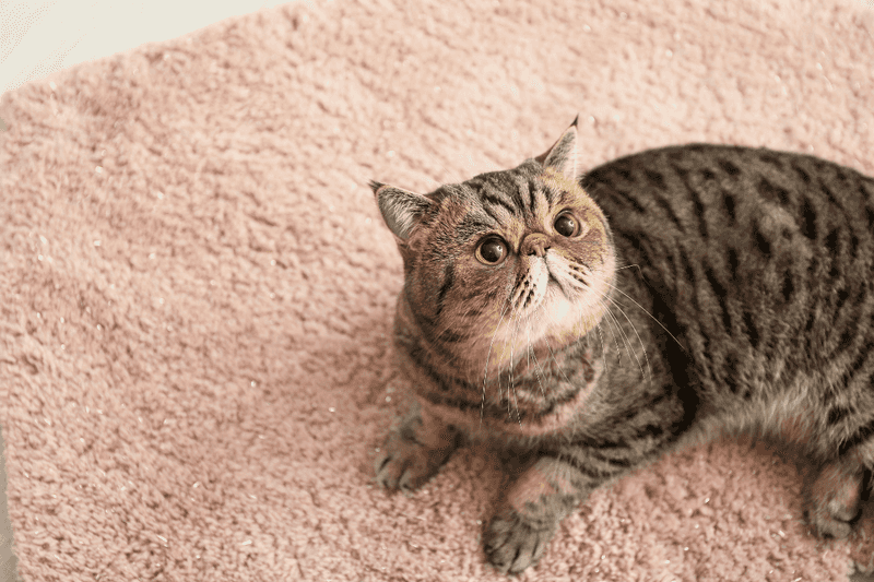 Exotic Shorthair