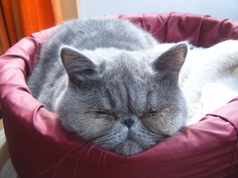 Exotic Shorthair
