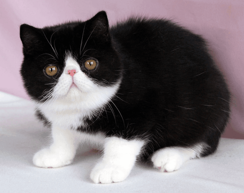 Exotic Shorthair