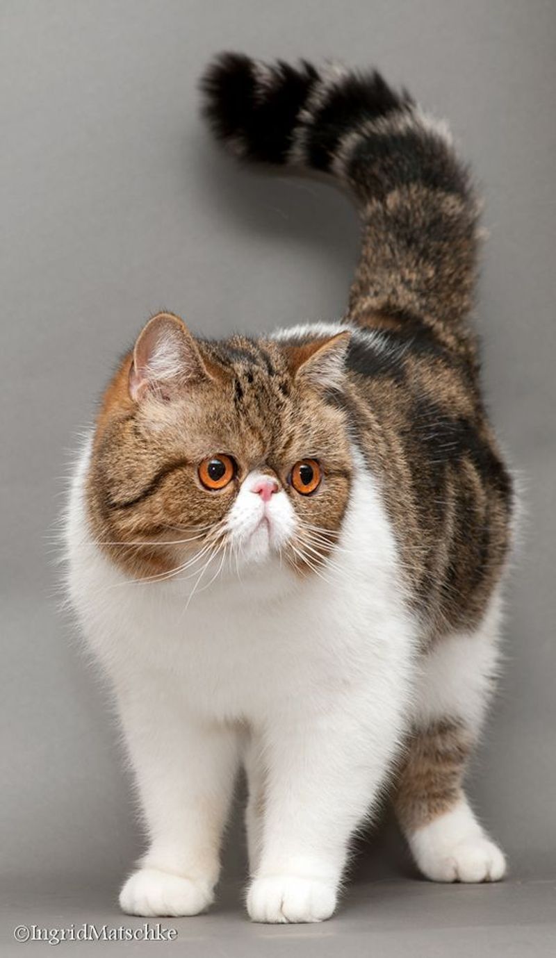 Exotic Shorthair