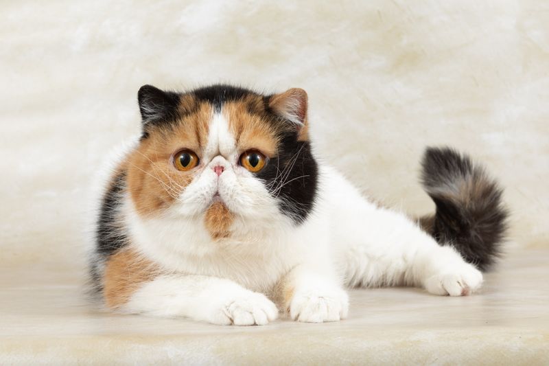 Exotic Shorthair - Muffin
