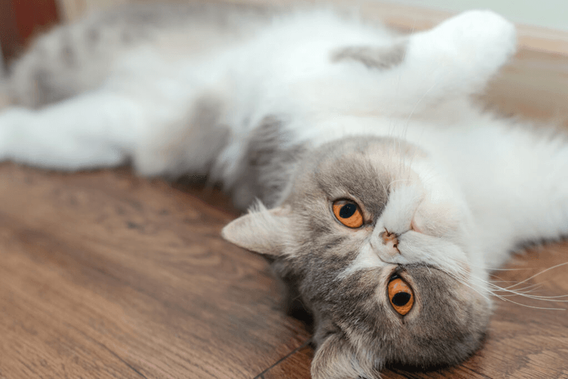 Exotic Shorthair