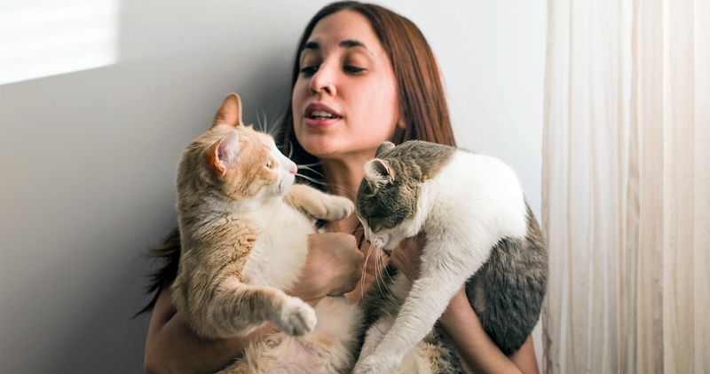 Experienced Cat Owner