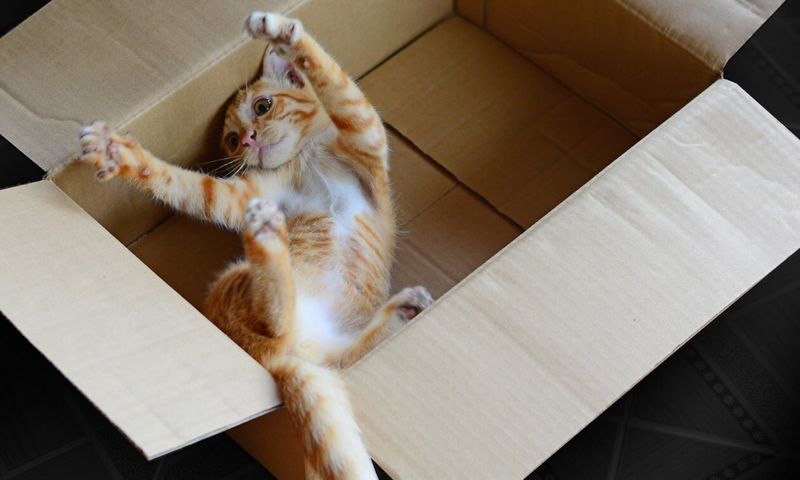 Exploring Cardboard Boxes