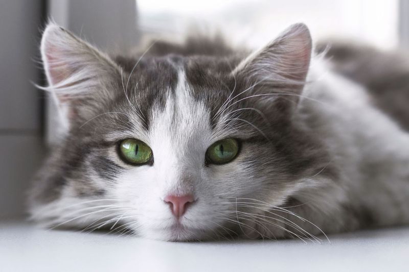 Expressive Eyes