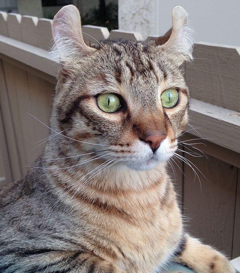 Expressive Eyes