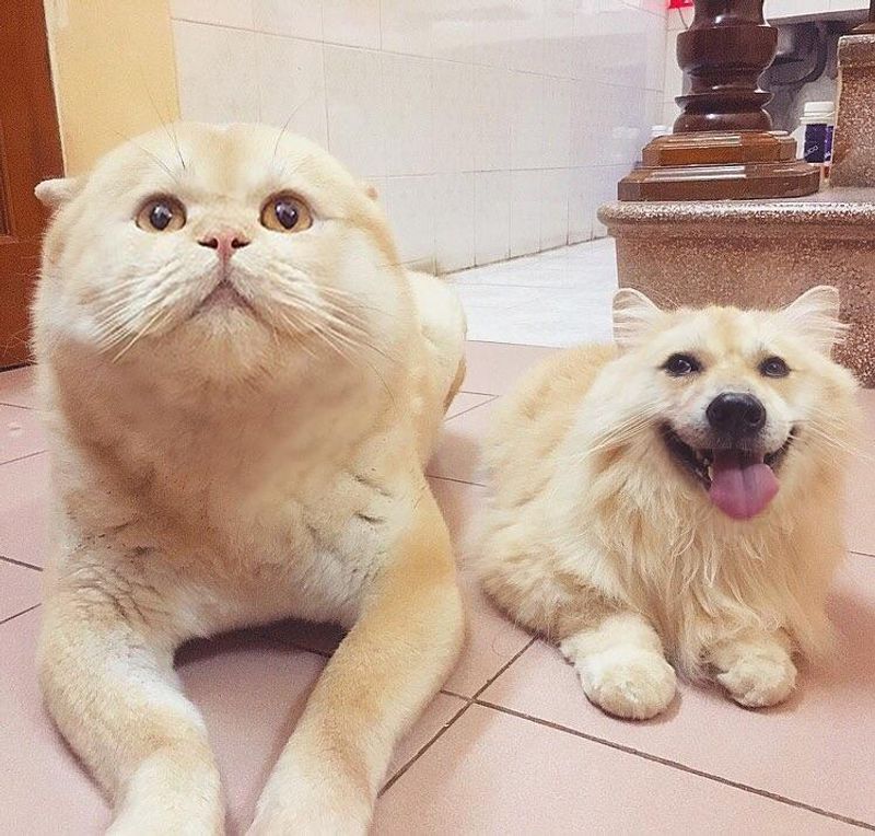 Expressive Faces