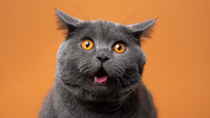 Expressive Facial Mimicry