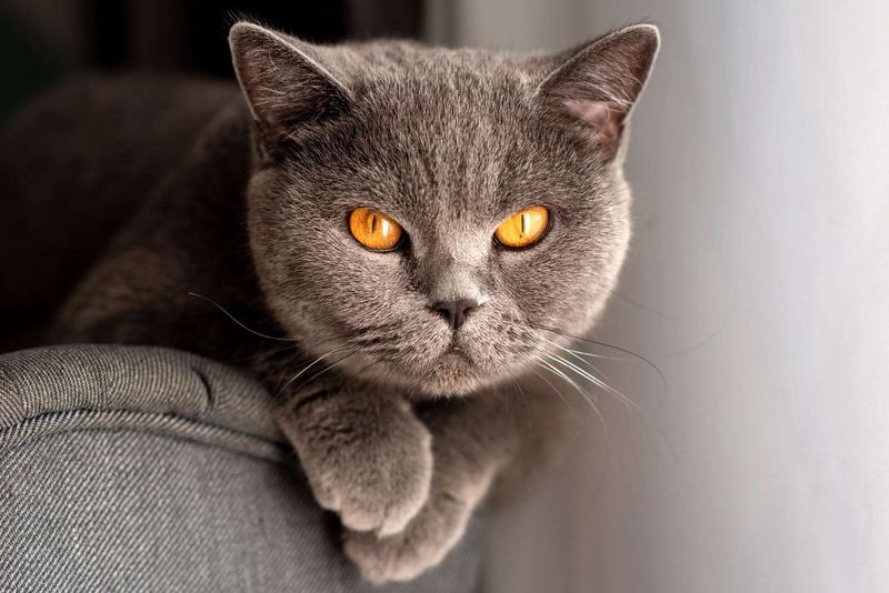 Eye Color