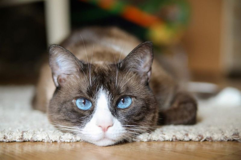 Eye Color