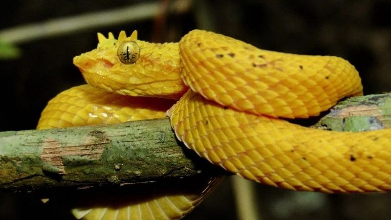 Eyelash Viper