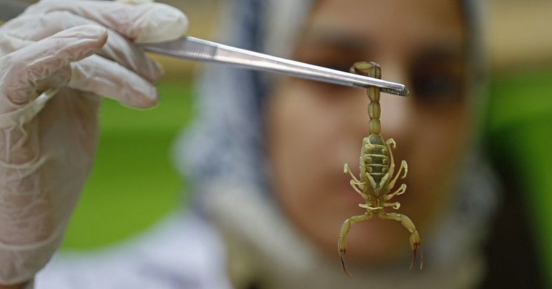 Fact: Antivenom is Crucial