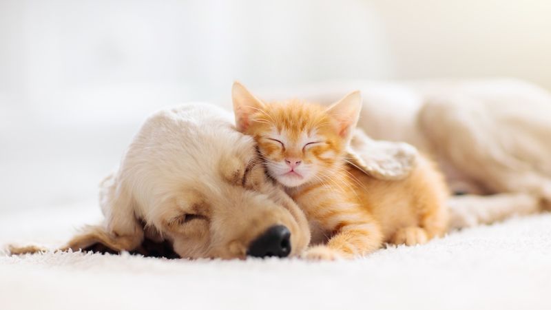 Factor in Other Pets