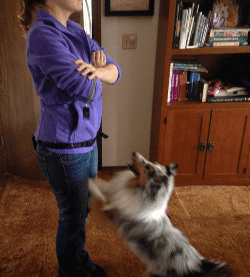 Fail: Ignoring the Dog