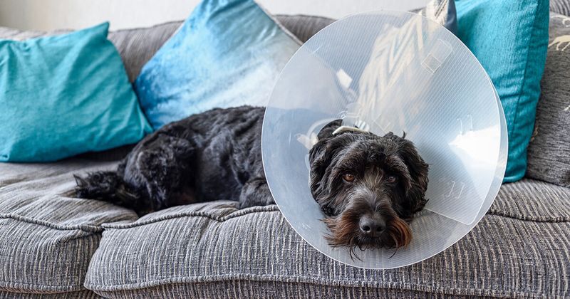 Failing to Spay or Neuter