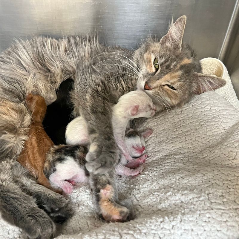 Failure to Spay or Neuter
