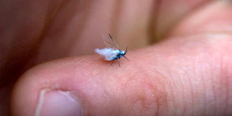 Fairy Fly
