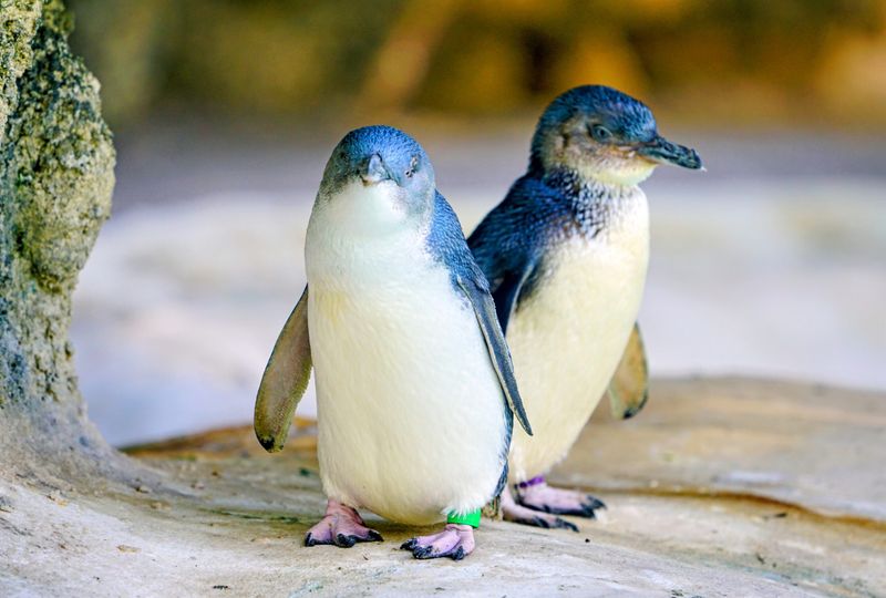 Fairy Penguin