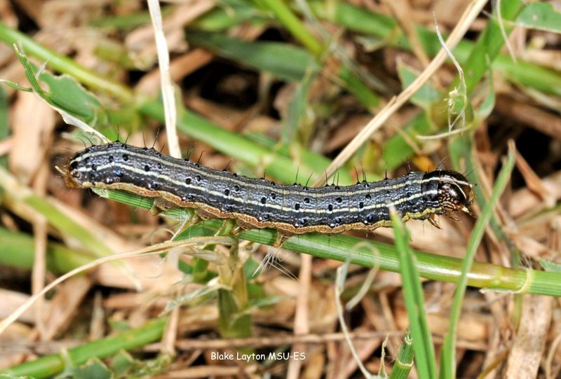 Fall Armyworm