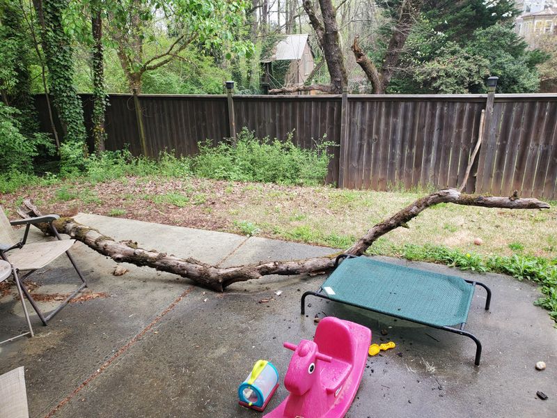 Fallen Branches