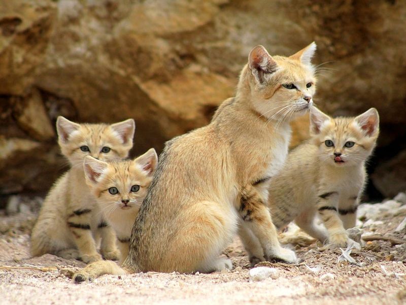Family Bonds