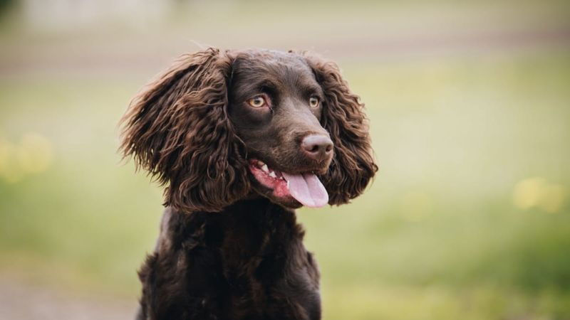 Famous American Water Spaniels