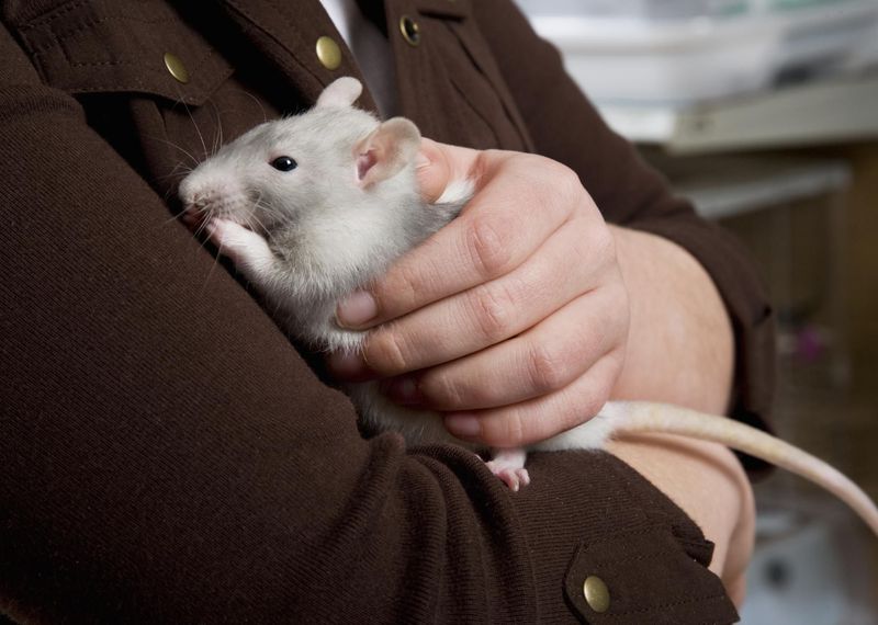 Fancy Rat
