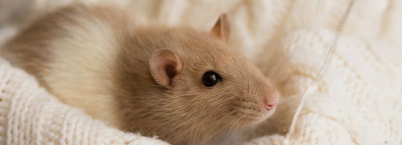 Fancy Rats: Intelligent Allies