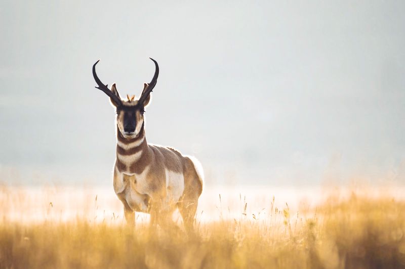 Fascinating Evolutionary History