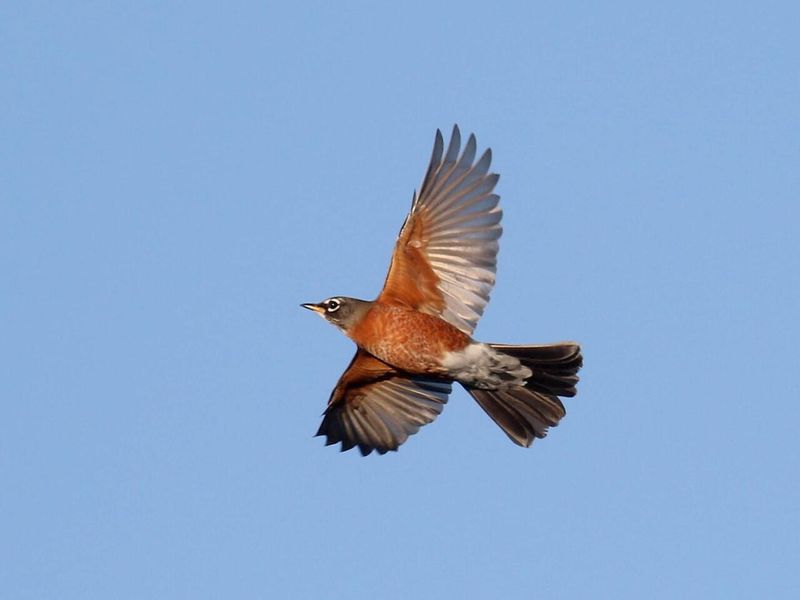 Fascinating Flight Patterns