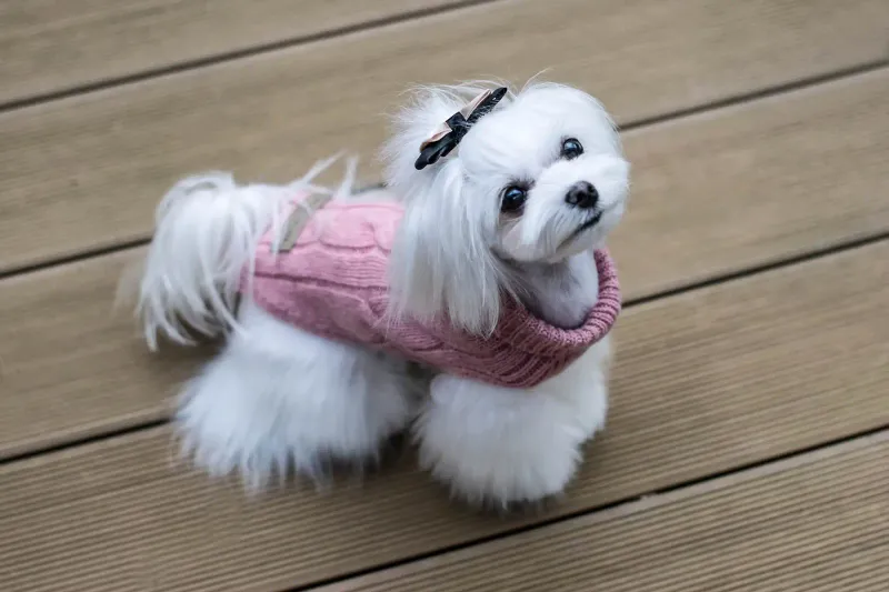 Fashion Icon