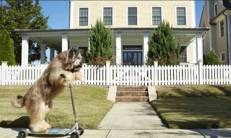 Fastest 100m on a Scooter by a Dog