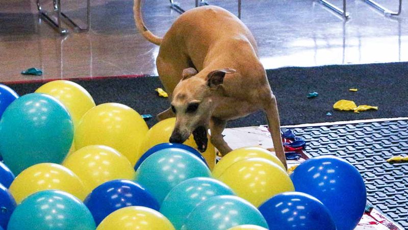 Fastest Time to Pop 100 Balloons by a Dog