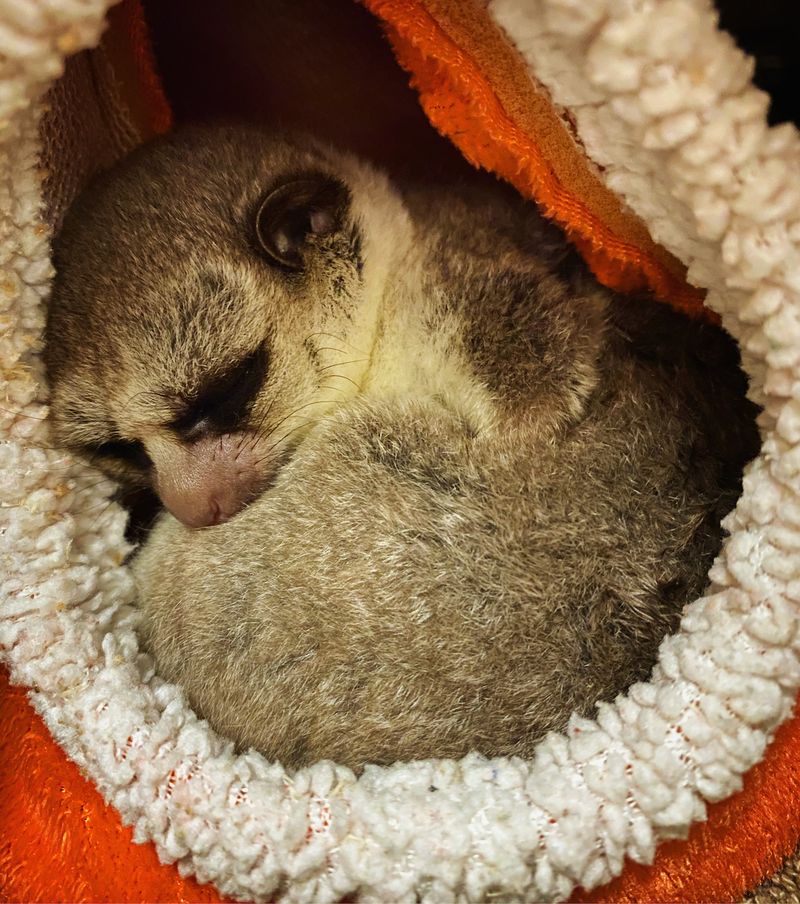 Fat-Tailed Dwarf Lemur