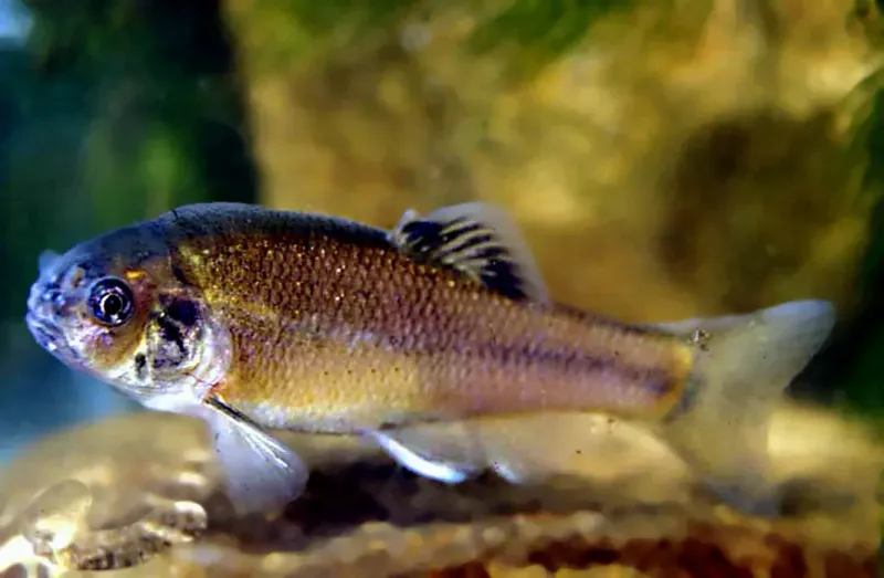 Fathead Minnow