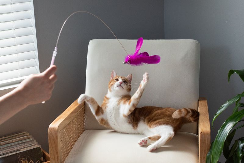Feather Wand Play