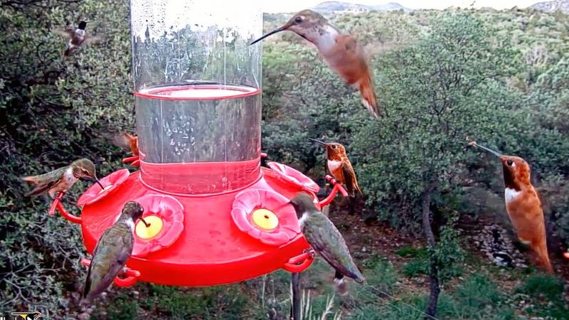 Feeding Frenzy