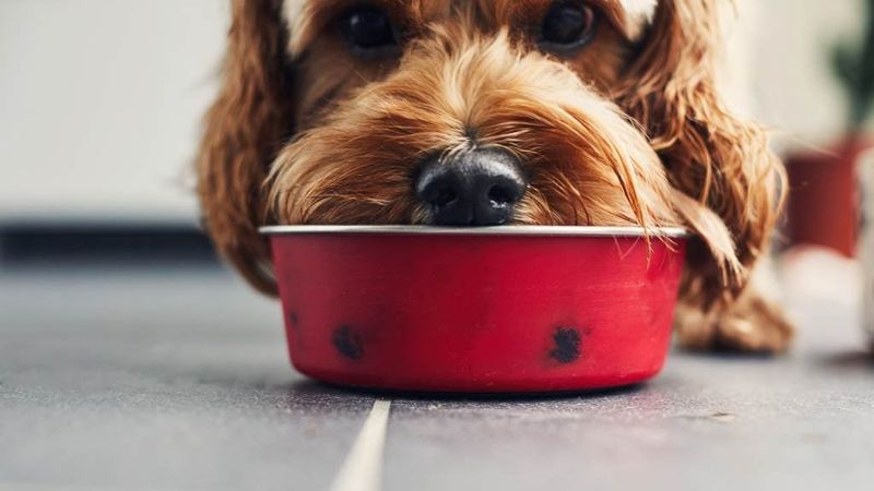 Feeding Inappropriate Diets