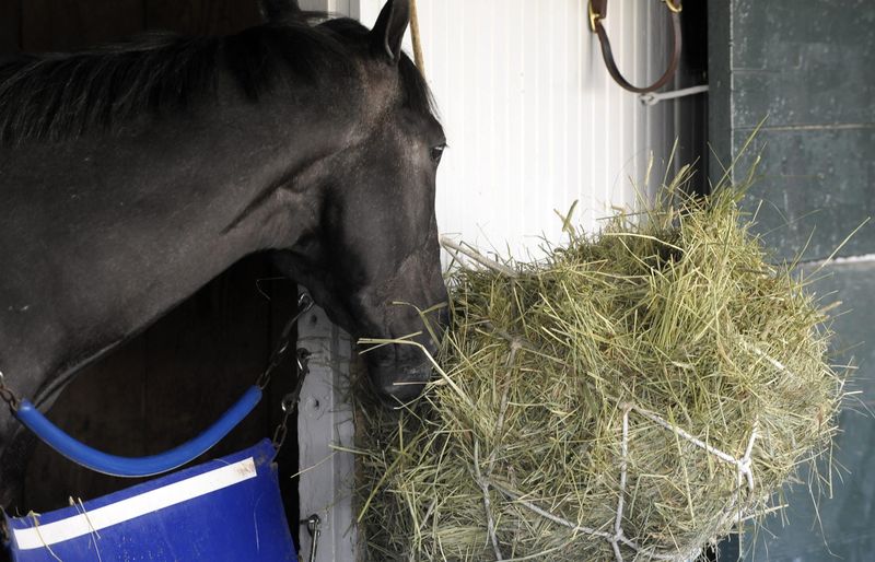 Feeding and Nutrition