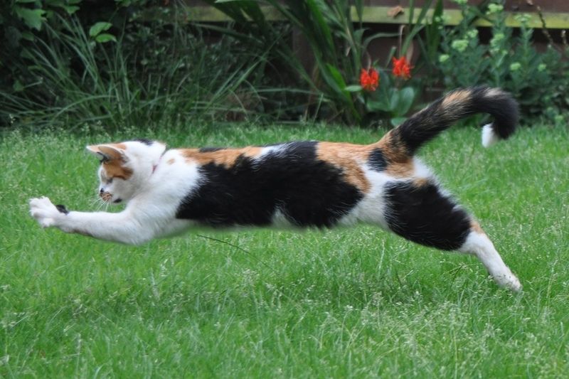 Feisty Feline Fiona