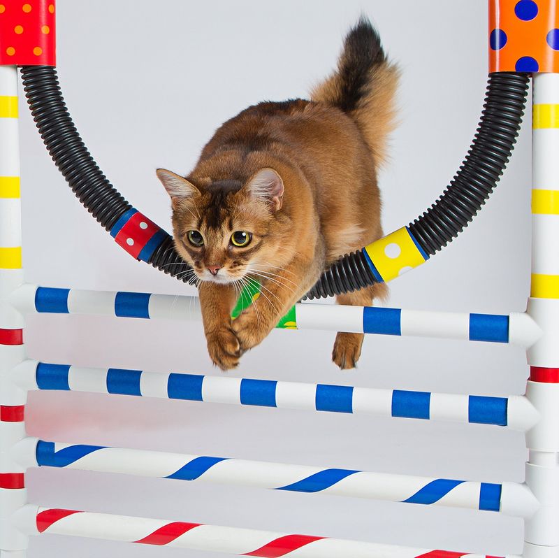 Feline Agility Courses