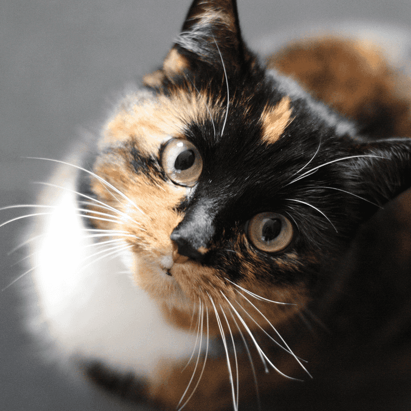Feline Color Therapy