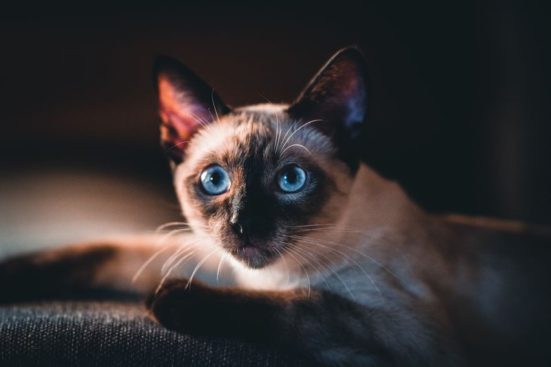 Feline Fiasco