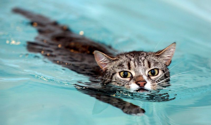 Feline Hydrotherapy