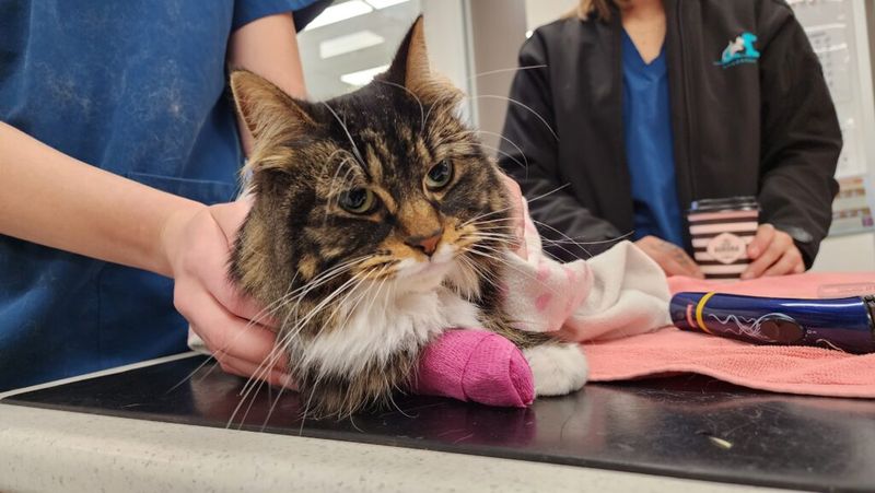 Feline Lower Urinary Tract Disease in Maine Coons