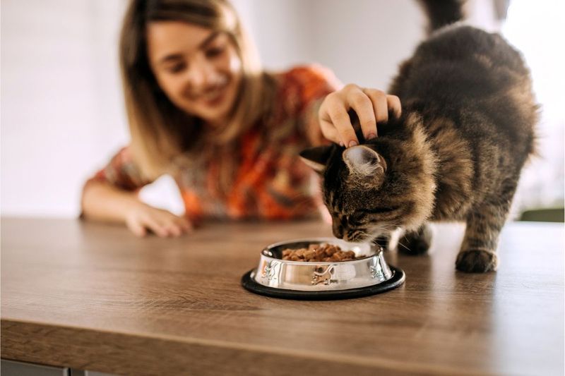Feline Nutrition Tailoring