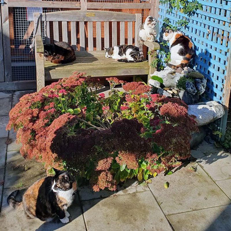 Feline Retirement Homes