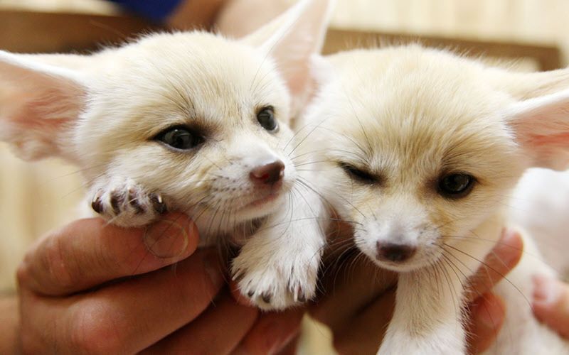 Fennec Fox