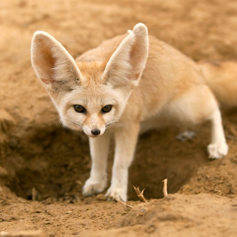 Fennec Fox