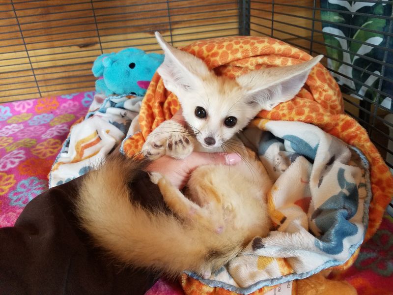Fennec Fox